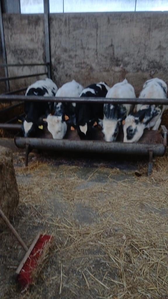 5 blauwe pinken, Dieren en Toebehoren, Vrouwelijk, 0 tot 2 jaar
