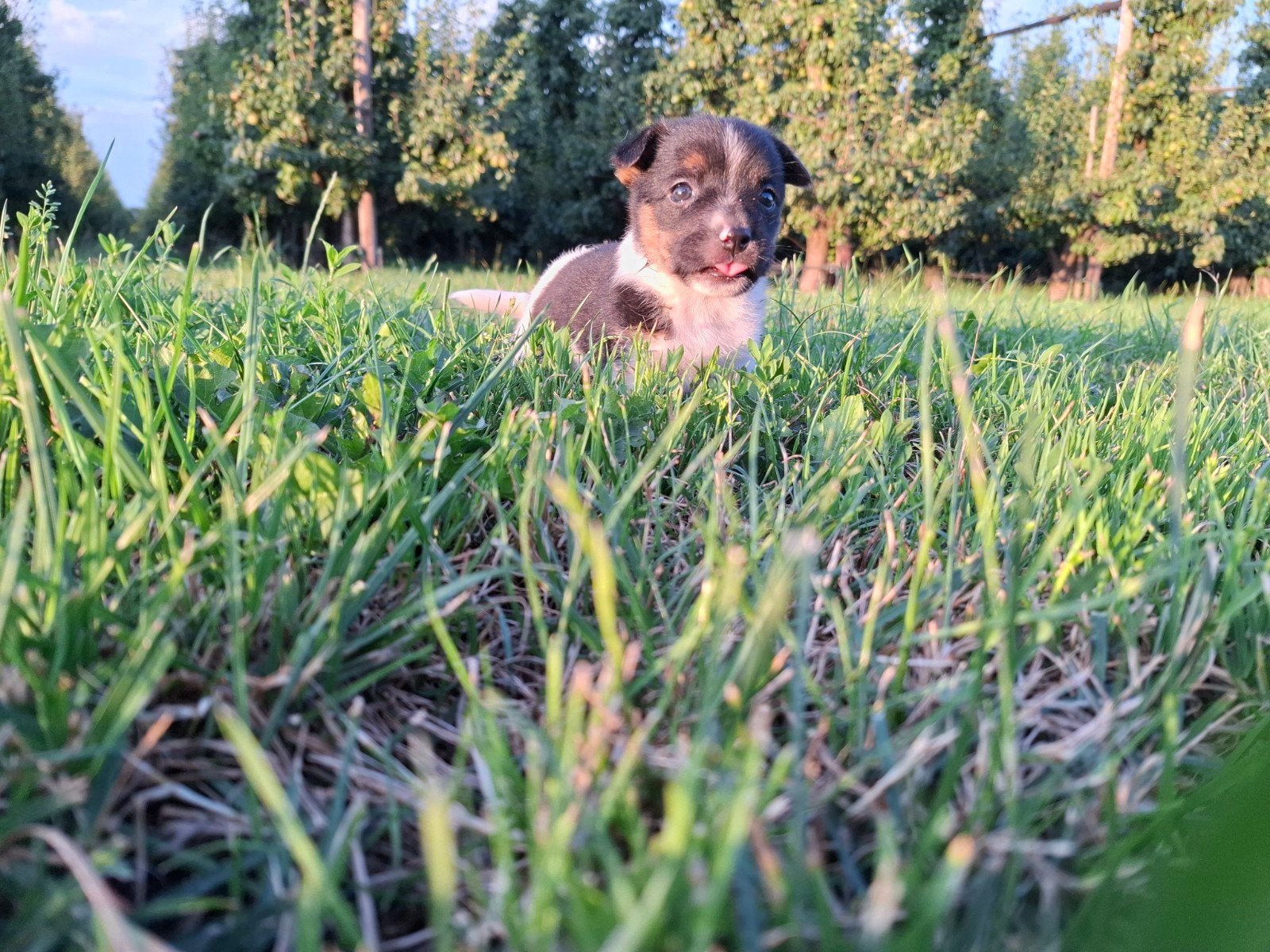 Lieve pups duitse herdervader boerenfox moeder, 8 tot 15 weken, Meerdere, Meerdere dieren, Nederland