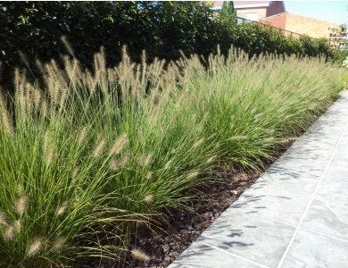 Siergras. Lampenpoetsergras Hameln € 1,50 p/st in P9 pot, Tuin en Terras, Ophalen, Vaste plant, Siergrassen, Halfschaduw