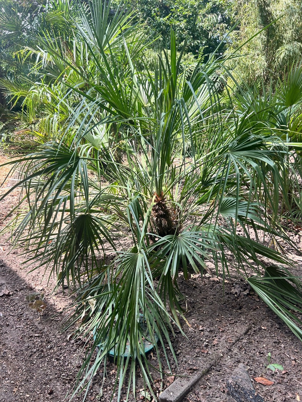 Europese Dwergpalm (Chamaerops humilis), Volle zon, Vaste plant, Bloeit niet, Ophalen