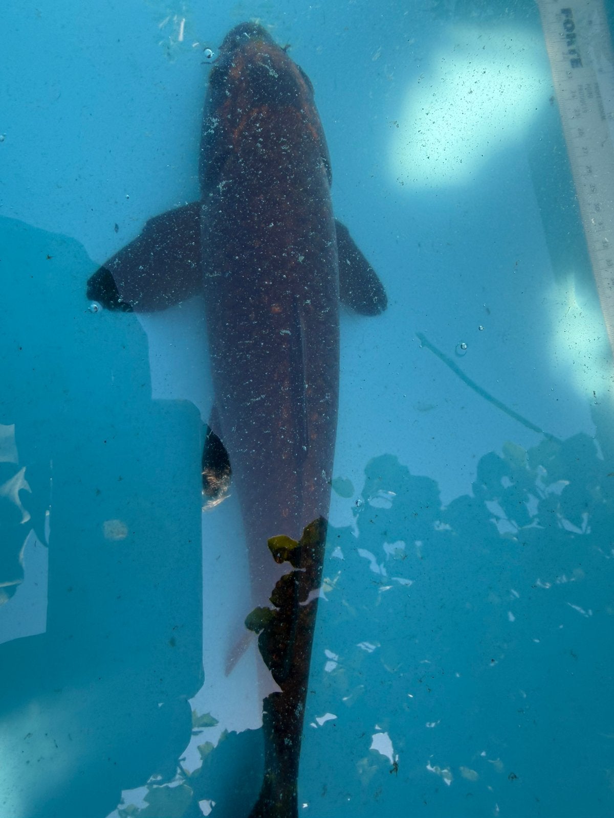 Koi / koi karper, Karper of Koi