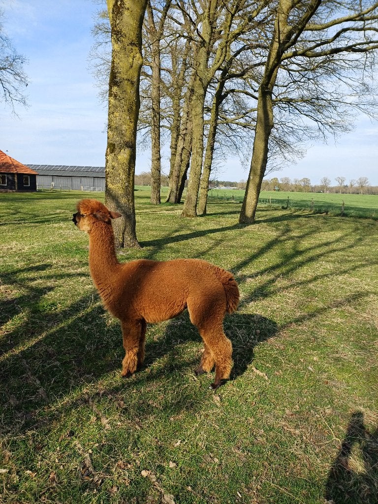 Alpaca merrie, Dieren en Toebehoren, Overige Dieren, Juli, Vrouwelijk
