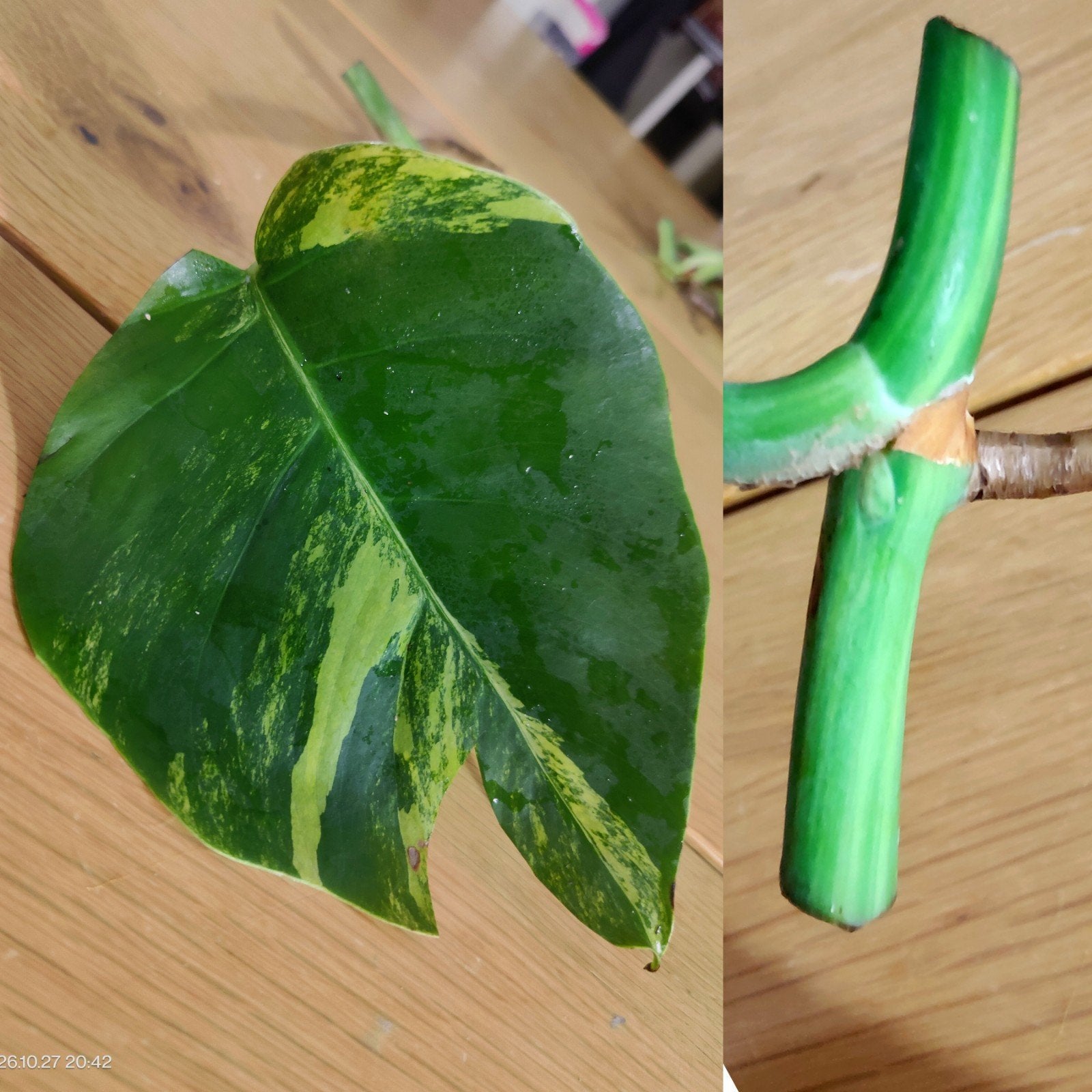Monstera Aurea yellow variegata stek, Ophalen, Halfschaduw, Minder dan 100 cm