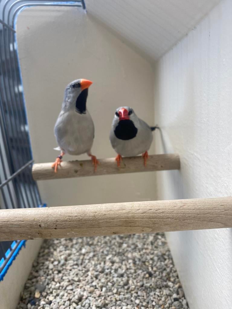 Koppel Grijze Spitsstaart Amadine,, Dieren en Toebehoren, Vogels | Overige Vogels, Meerdere dieren