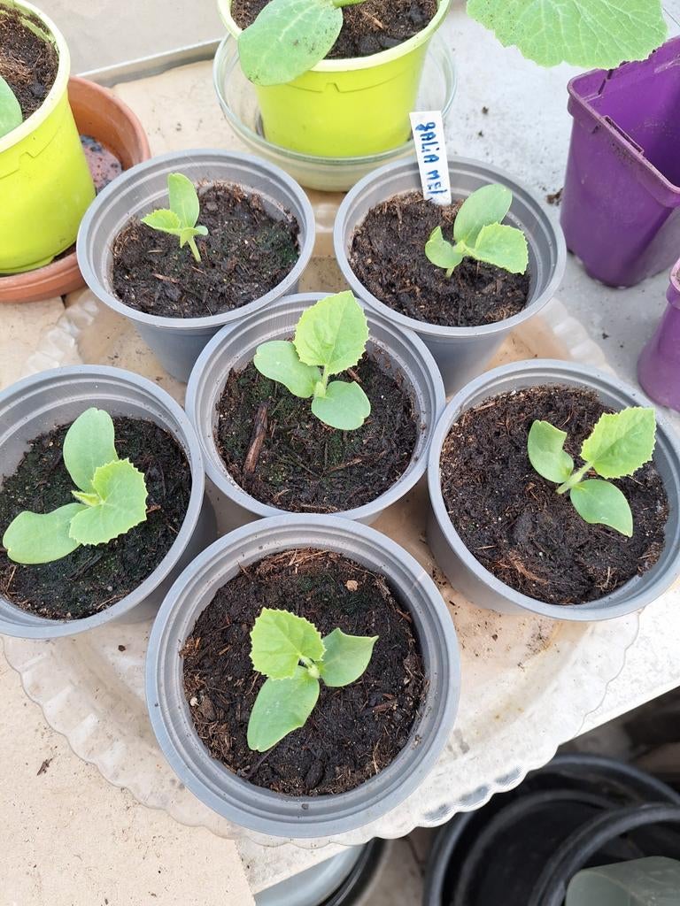 cantaloupe/galia/meloen/planten/tuin/€0,50 p.st., Ophalen, Eenjarig, Groenteplanten, Volle zon