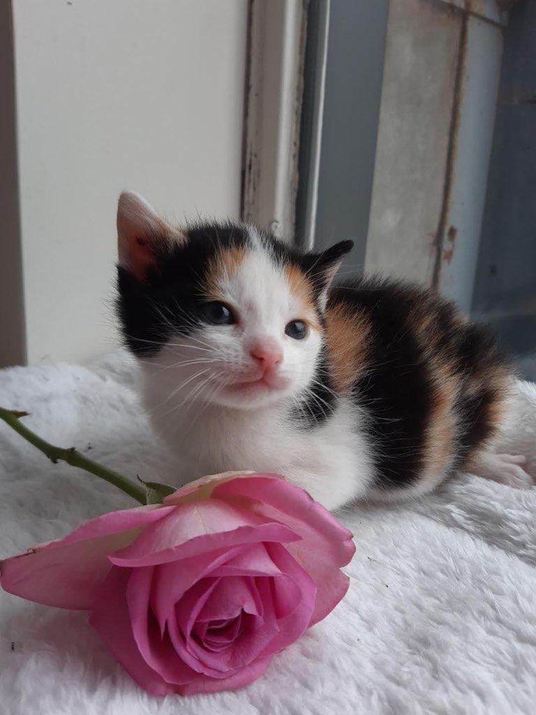 Een super schattige kitten!, Dieren en Toebehoren, Poes, Ontwormd, 0 tot 2 jaar