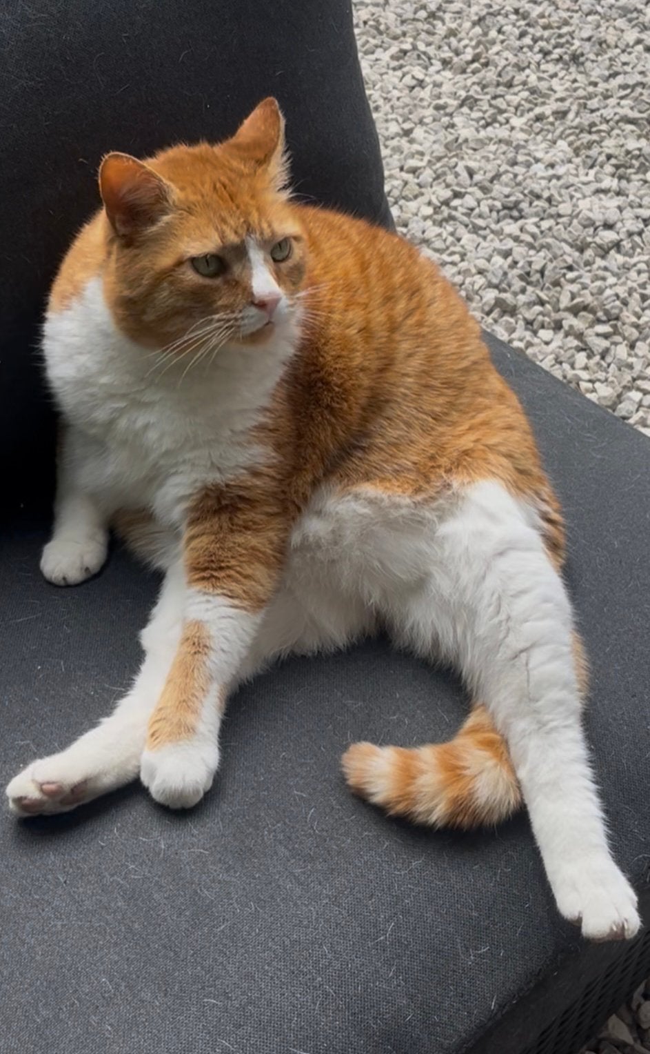 Max “Garfield” zoekt een nieuw huis, Kater, Kortharig, 6 jaar of ouder