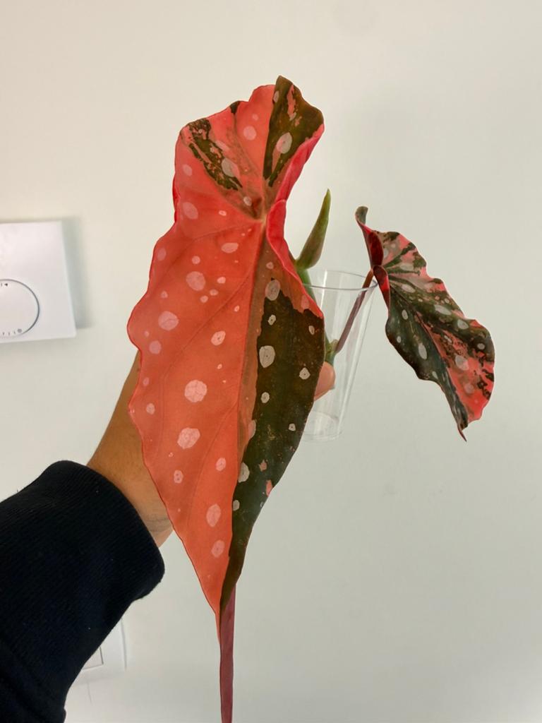 Begonia Maculata Pink, Ophalen of Verzenden, Halfschaduw, Minder dan 100 cm