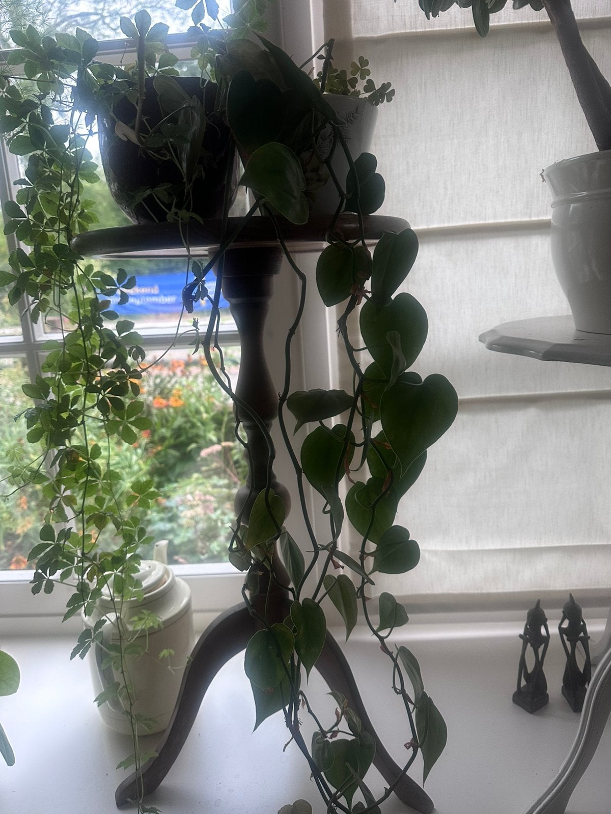 Philodendron in retro pot uit jaren 60, Ophalen, Halfschaduw, In pot, Minder dan 100 cm