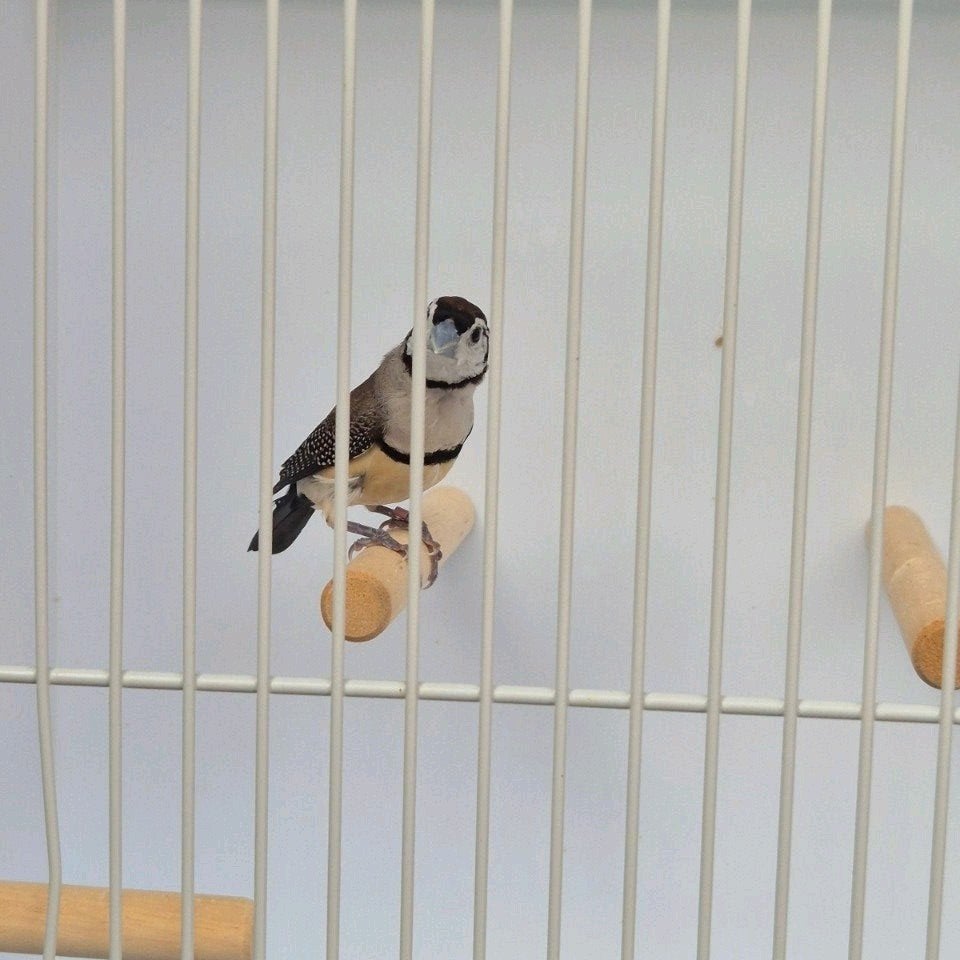 bichenow astrildes pop gezocht., Dieren en Toebehoren, Vrouwelijk