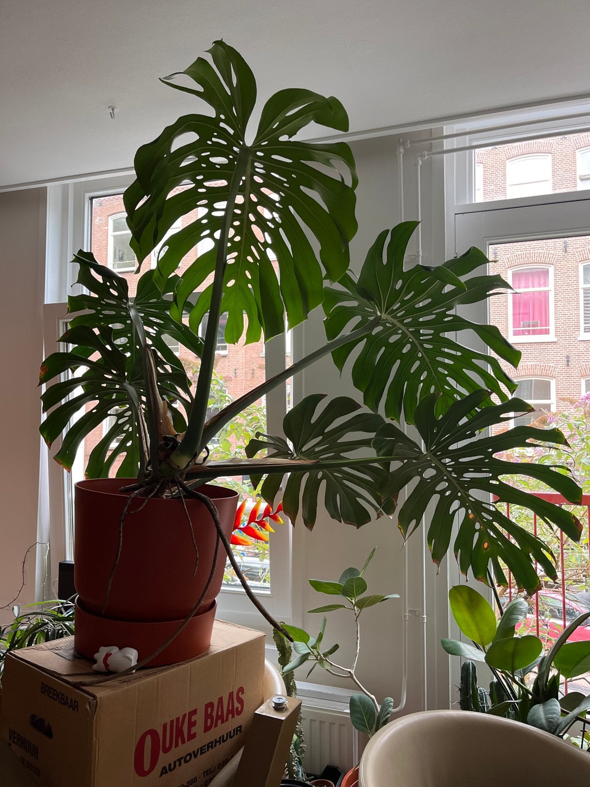 Mooie Monstera Deliciosa - Kamerplant, Vaste plant, Bloeit niet, Halfschaduw, Ophalen