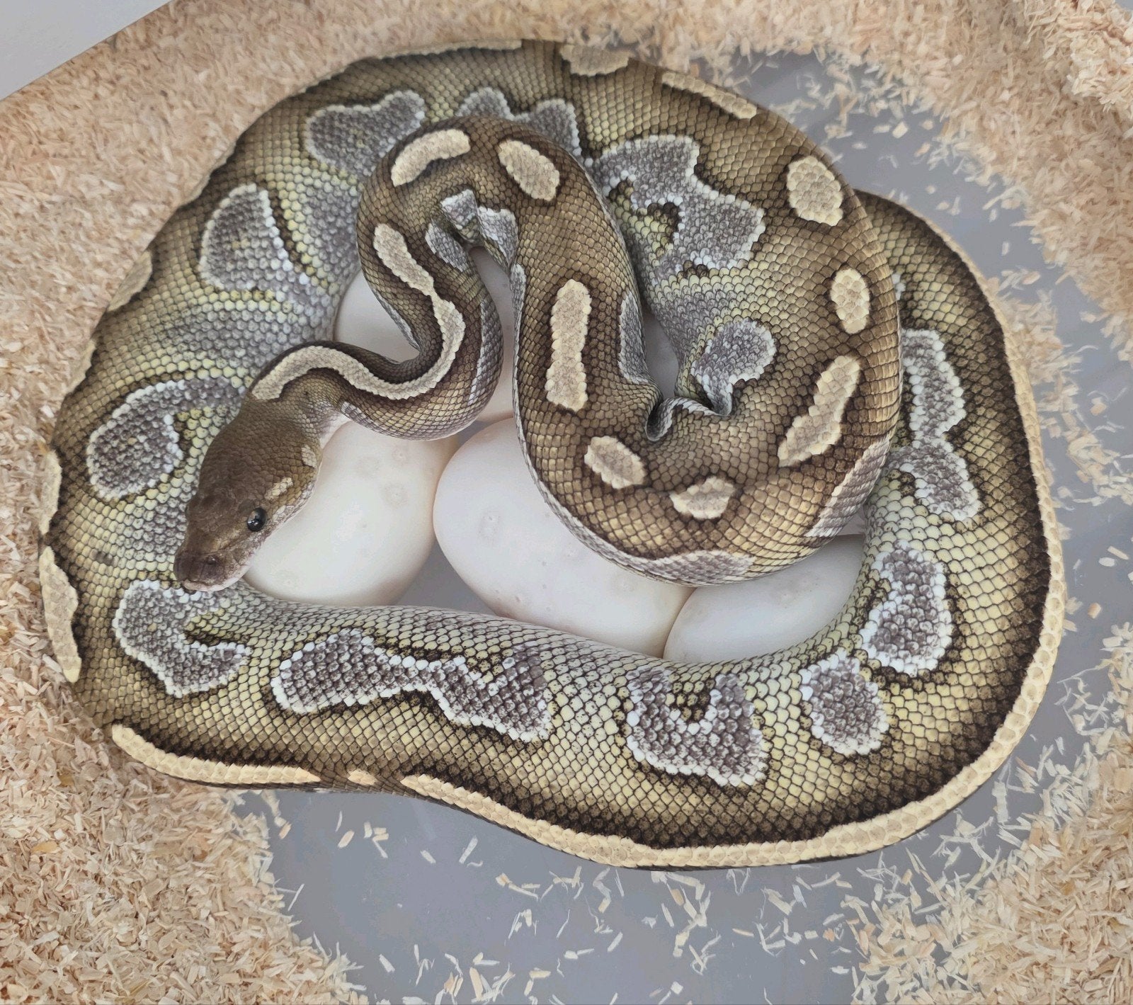 Black Head Butter RingerGene 100%Hypo️♀️ Python regius
