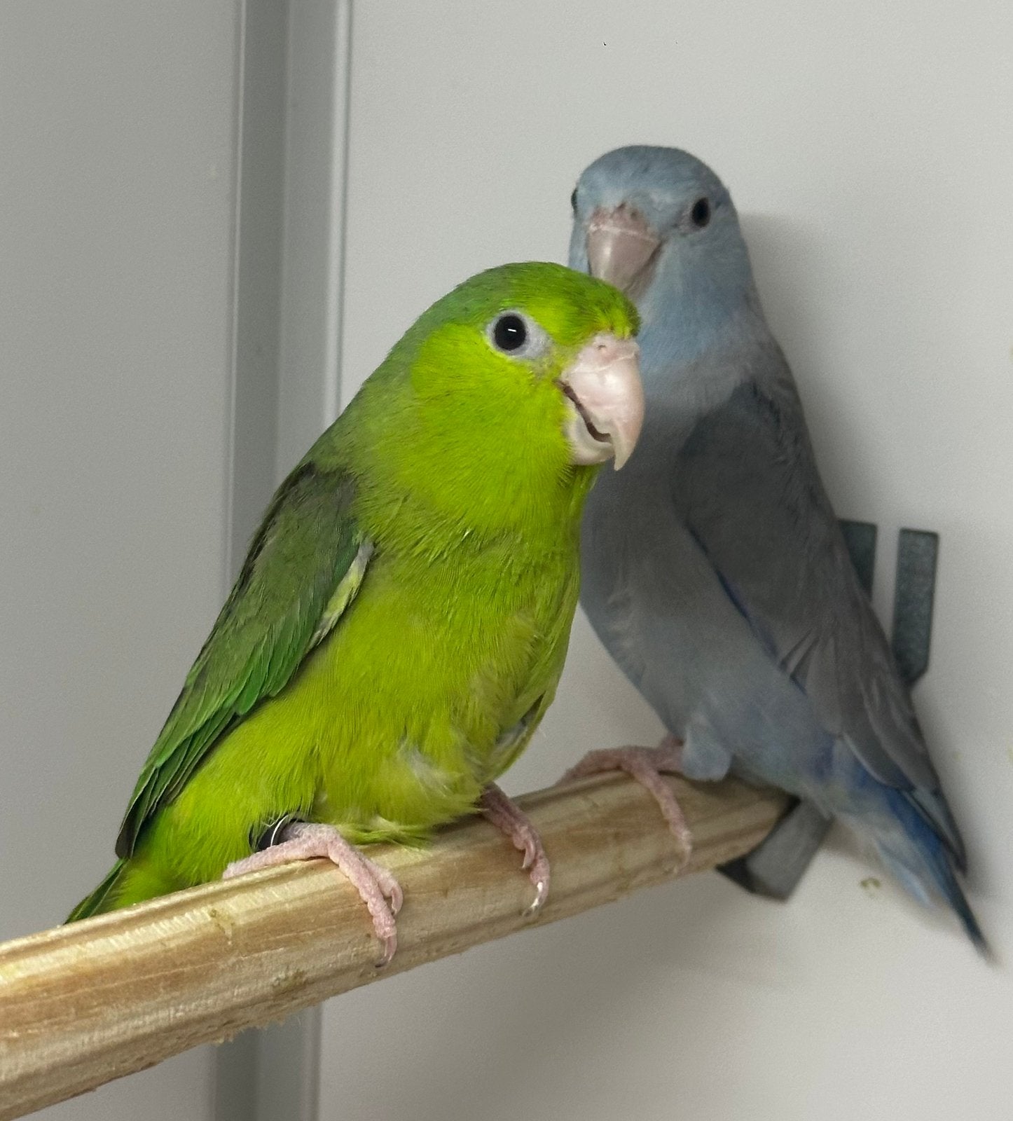 Forpus, Meerdere dieren, Parkiet