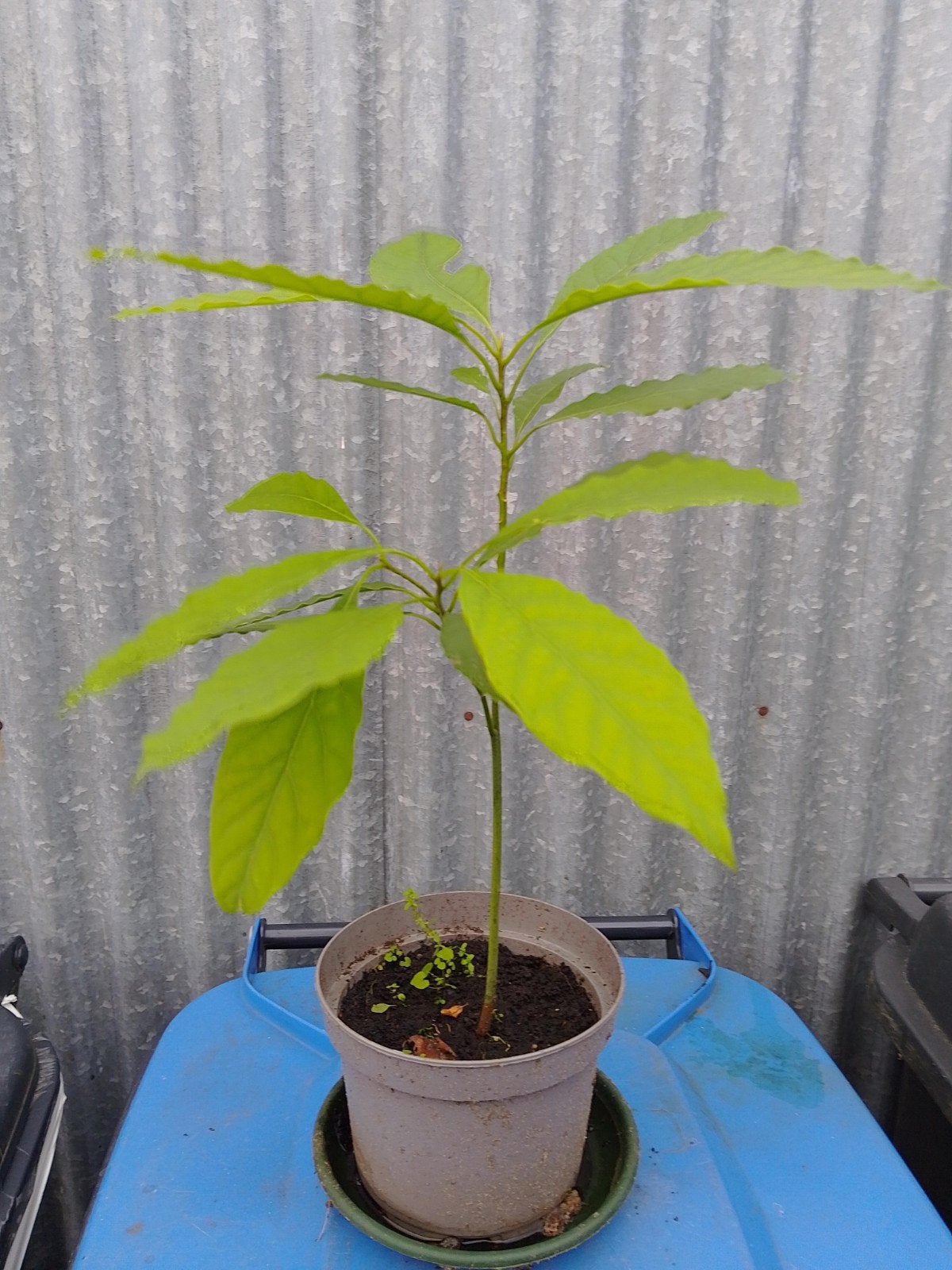 Avocado plantje - Kweek je eigen avocado boom!  40 cm hoog, Vaste plant, Ophalen of Verzenden, Bloeit niet, Halfschaduw