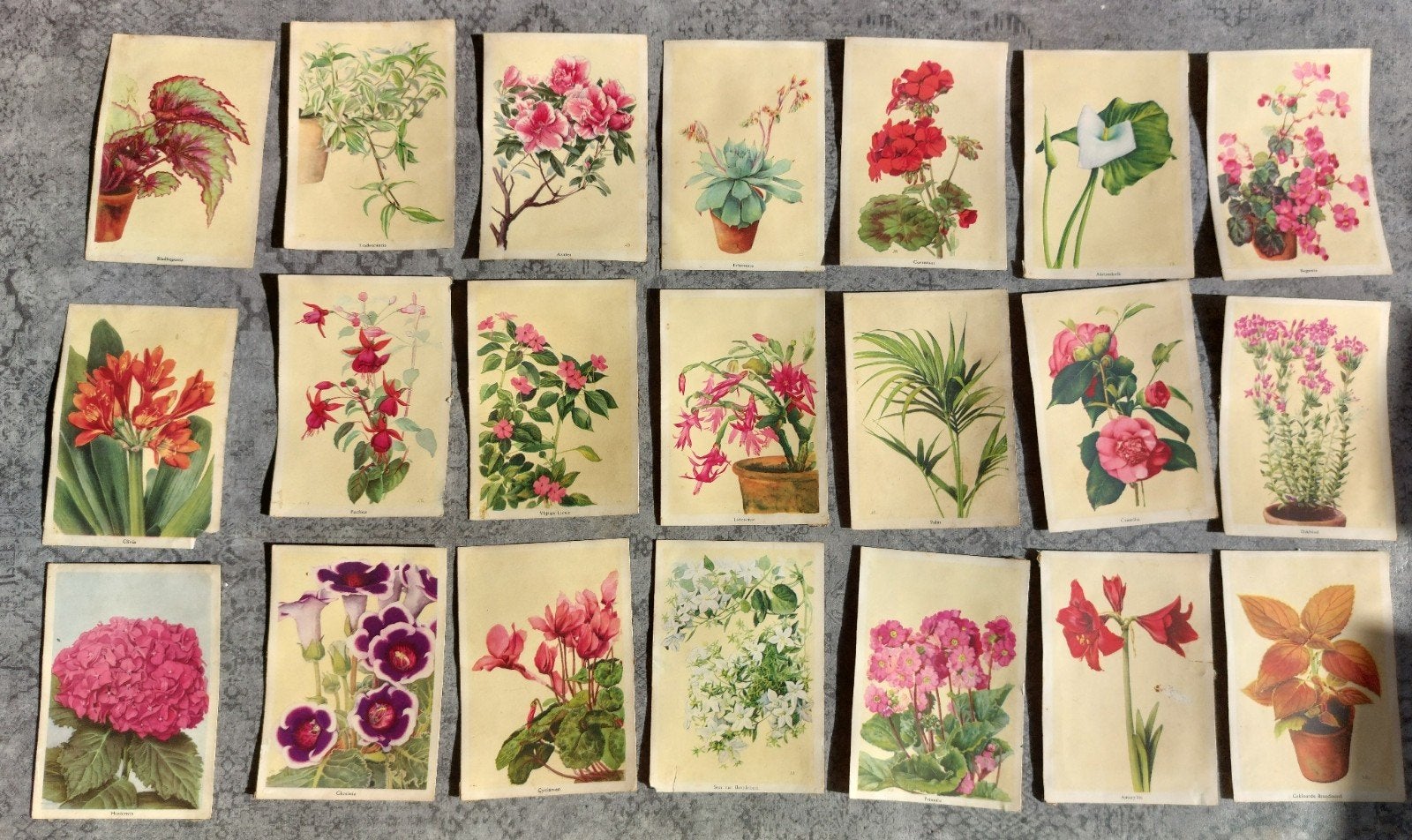22 Vintage Asef Tuin- en Gazonmest Planten Prenten/Foto's, Verzamelen, Natuur, Gebruikt, Ophalen of Verzenden, Voor 1940