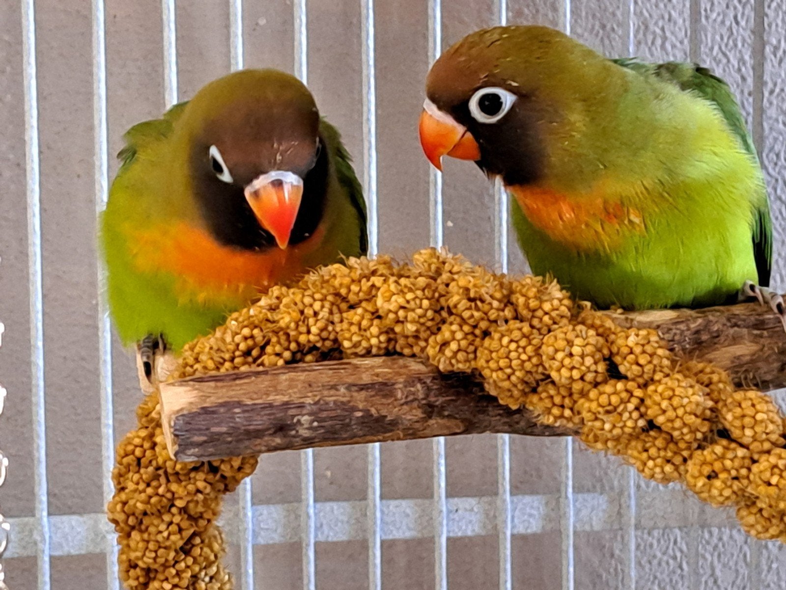 Te koop koppeltje  zuiver wildkleur  nigrigenis parkieten, Meerdere dieren, Parkiet, Geringd