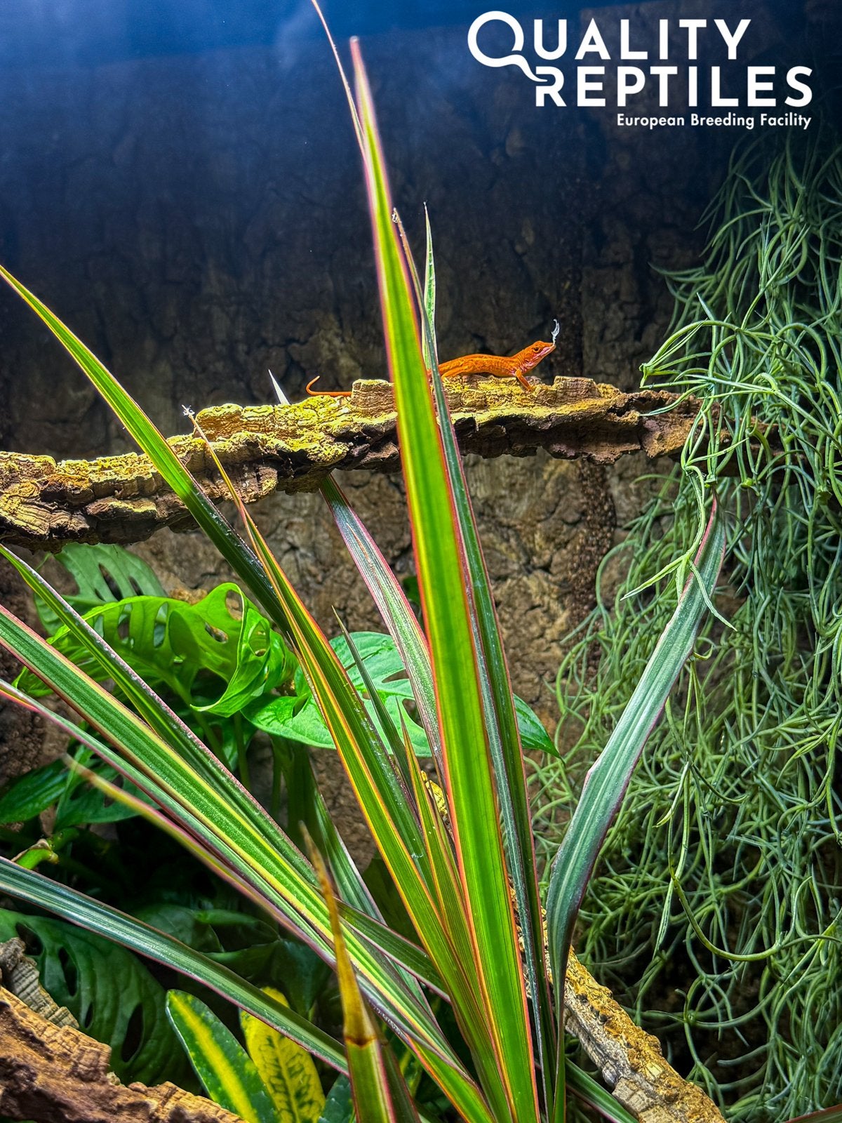 1.1 Anolis sagrei (rood) met of zonder terrarium, Dieren en Toebehoren, Hagedis, Met terrarium, 0 tot 2 jaar