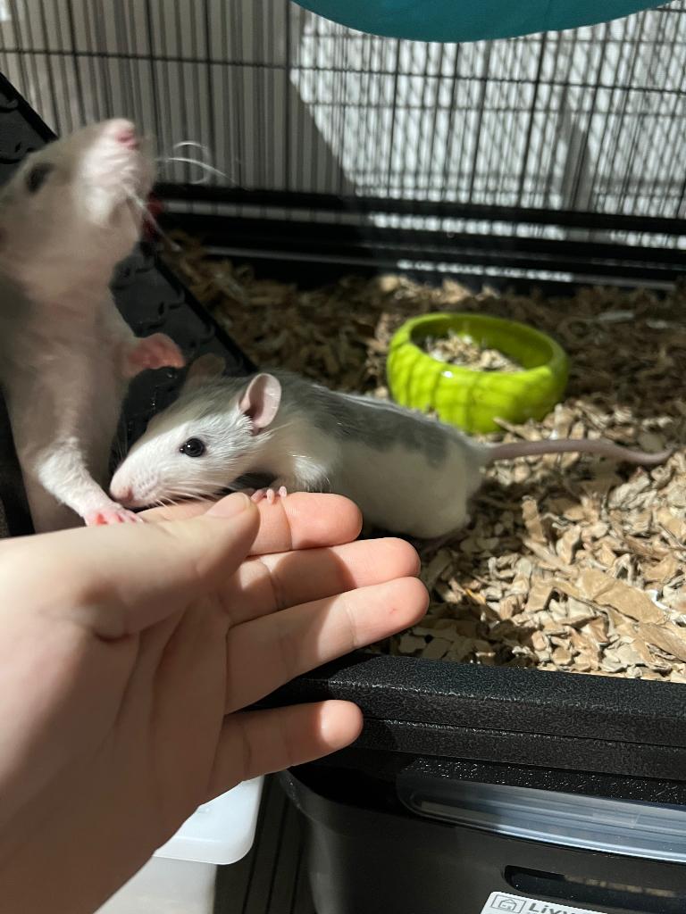 3 ratjes (heren), Rat, Mannelijk, December, Tam
