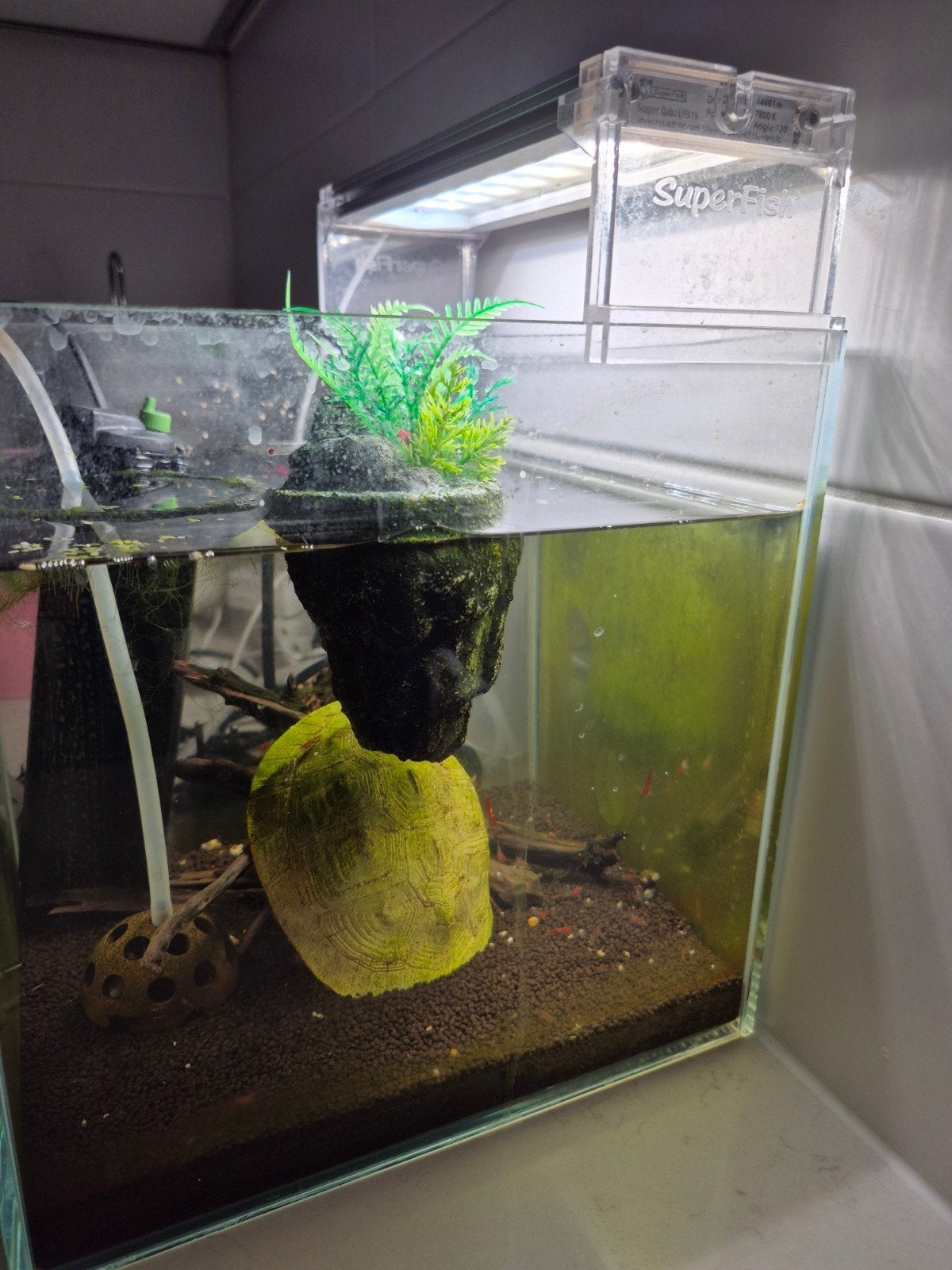 aquarium superfish 25x25, Ophalen, Superfish, Verwarming, Gevuld zoetwateraquarium