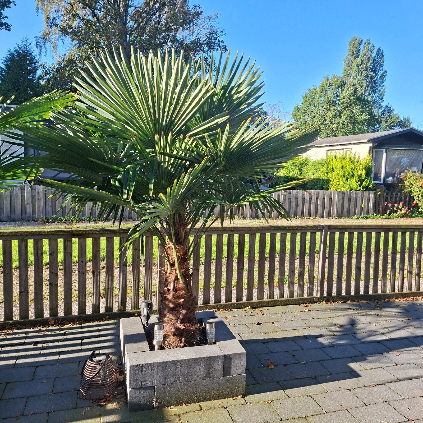 4 Palmbomen: 2 grote en 2 kleine (zelf uithalen), Bloeit niet, 100 tot 250 cm, Palmboom, Ophalen