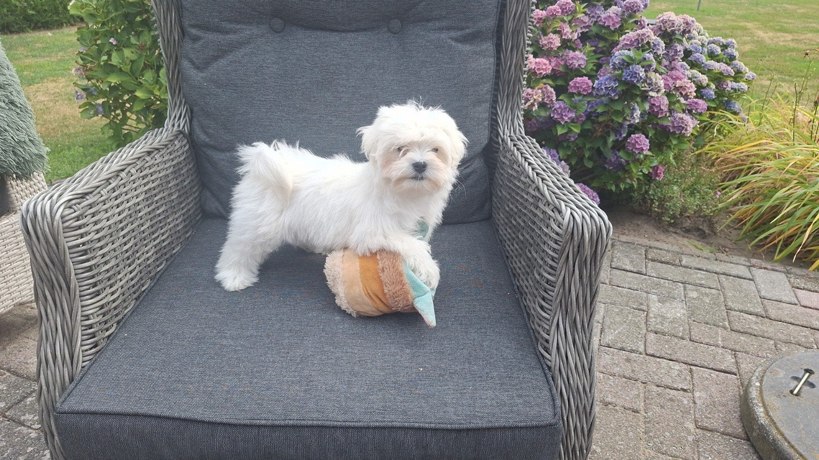 maltezer leeuwtje pup. Rasecht. Ouders aanwezig, Dieren en Toebehoren, Honden | Chihuahua's en Gezelschapshonden, Parvo, Maltezer
