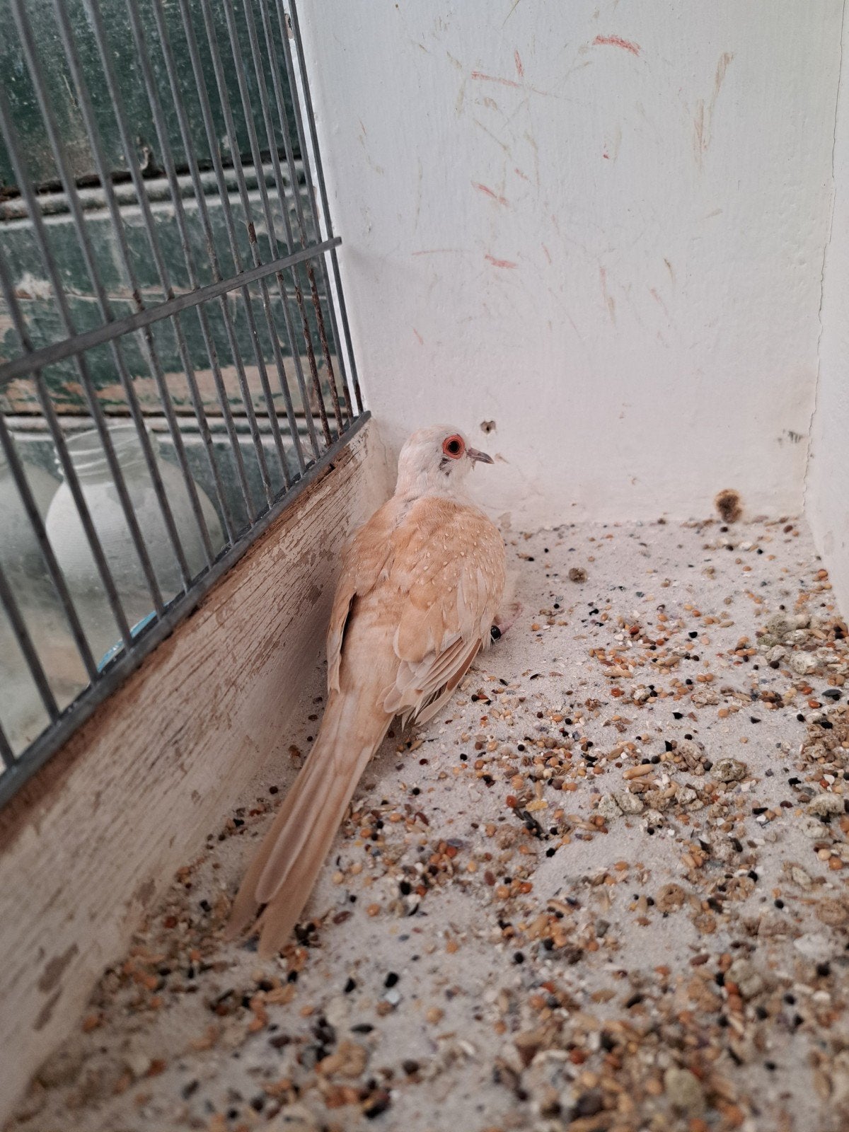Diamantduivin topaas bruin., Vrouwelijk, Tropenvogel, Geringd