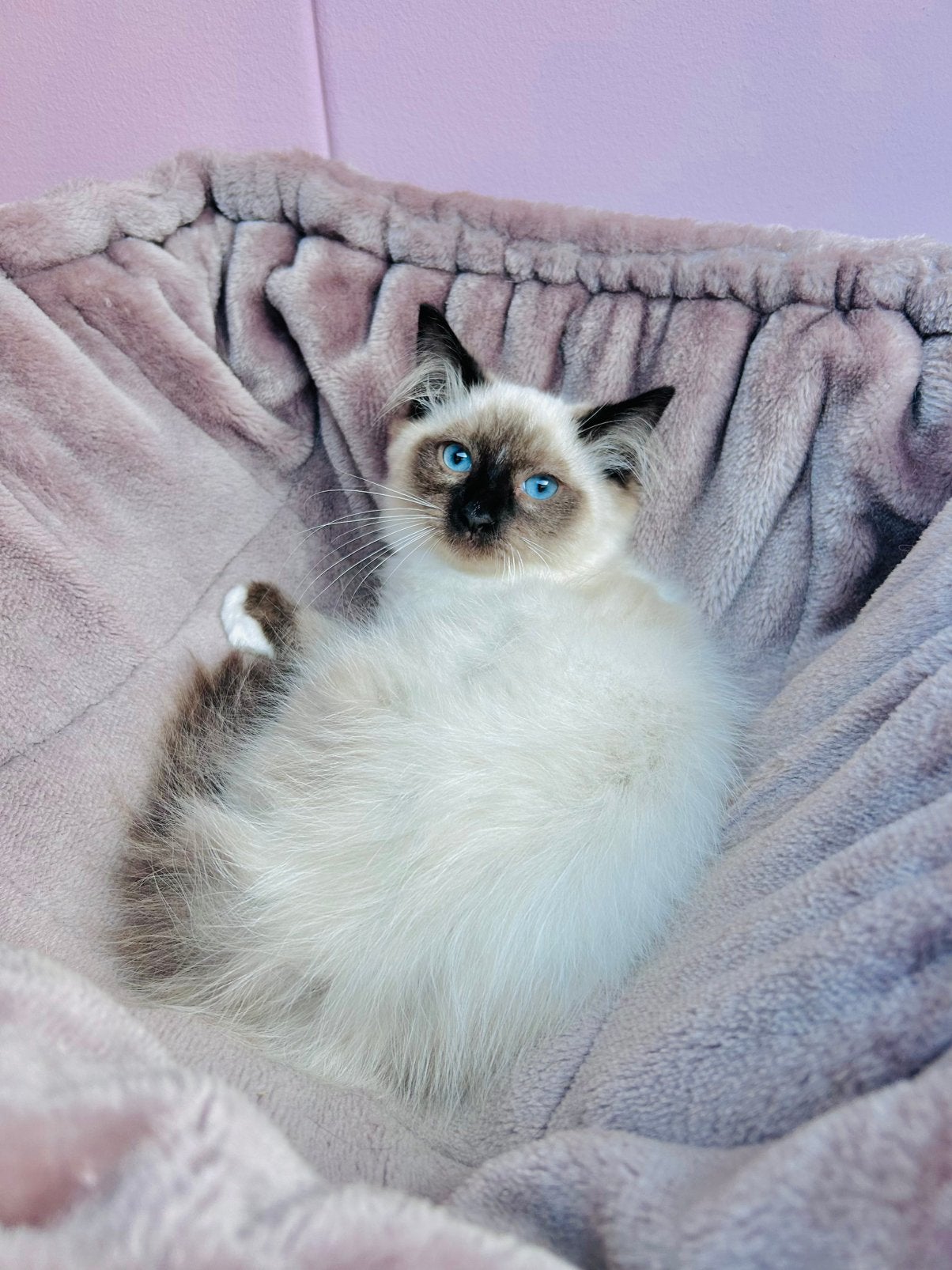 Nog 1 beschikbaar Ragdoll kittens mogen nu verhuizen, Meerdere dieren, Gechipt, 0 tot 2 jaar