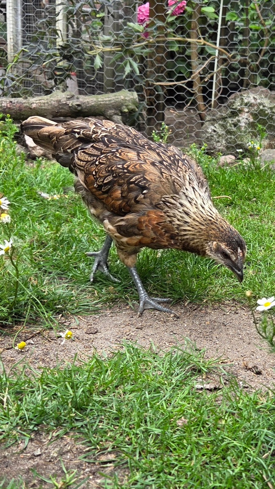 2 hennen zoeken een huisje, Araucana X en een Ayam Cemani X, Vrouwelijk, Kip