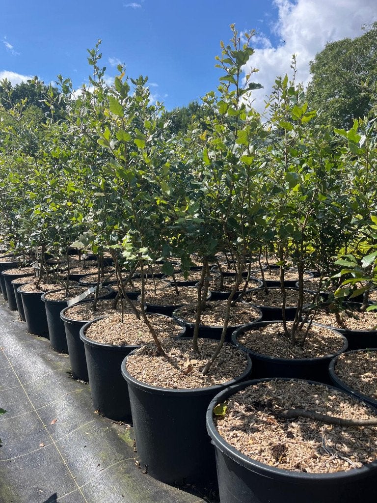 Quercus ilex – Steeneik meerstammig, Bloeit niet, Halfschaduw, Overige soorten, 100 tot 250 cm