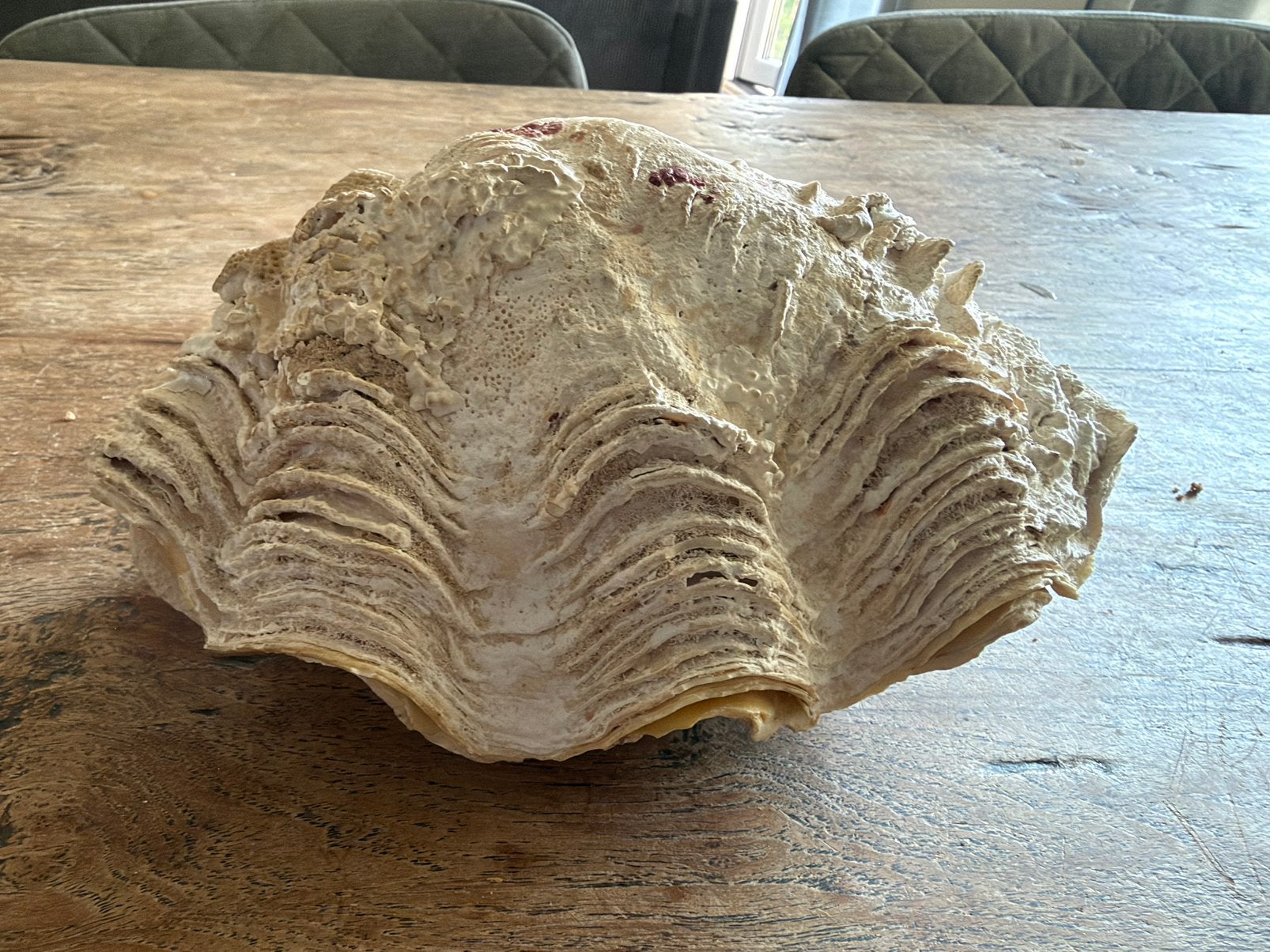 Doopvont schelp, Ophalen of Verzenden, Schelp(en)
