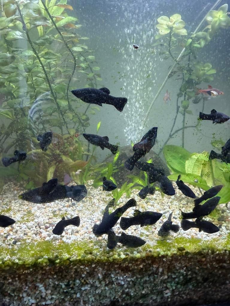 Black molly’s 20 voor €10, Vis