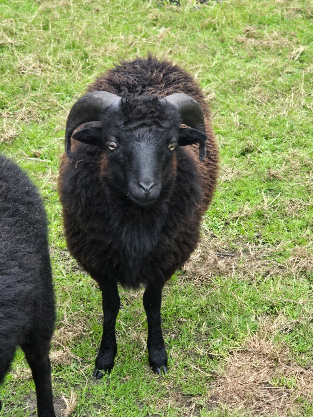 Ouessant ram van dit jaar!, Dieren en Toebehoren, Mannelijk, Schaap, 0 tot 2 jaar
