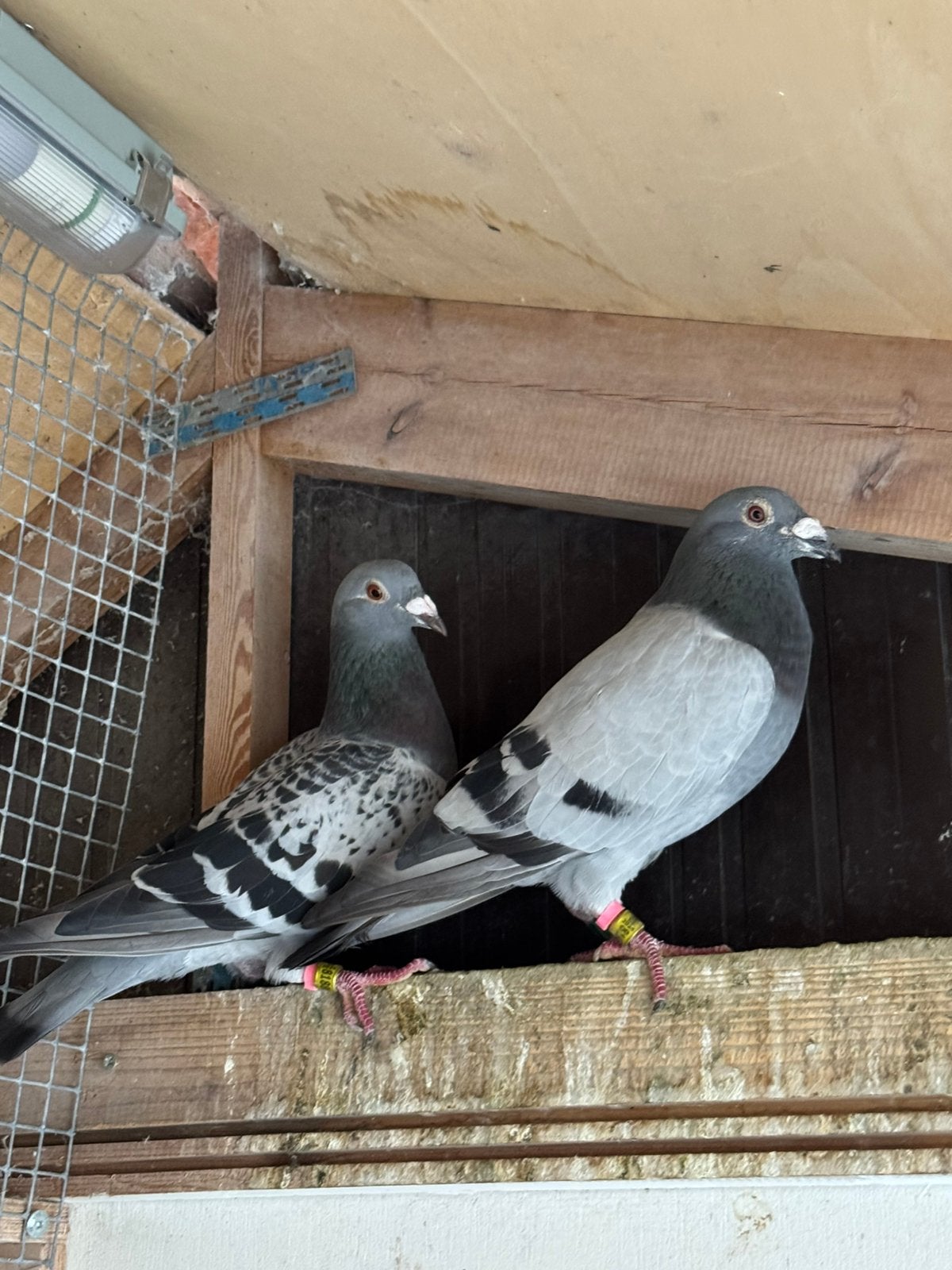 Koppeltje postduiven, Meerdere dieren, Postduif