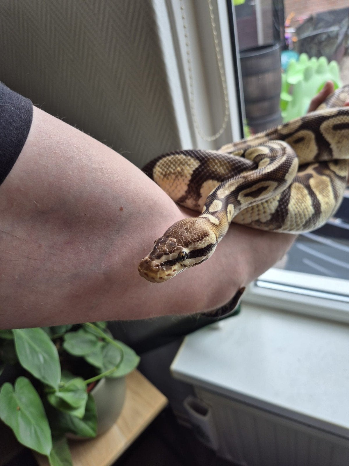 Meerdere Ballpythons/koningspythons te koop.., Dieren en Toebehoren, Slang, 0 tot 2 jaar