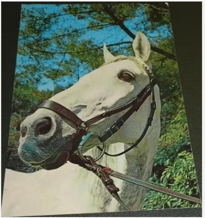 Paarden - Vita Nova - VN322, Verzenden, 1980 tot heden, Ongelopen, Paard