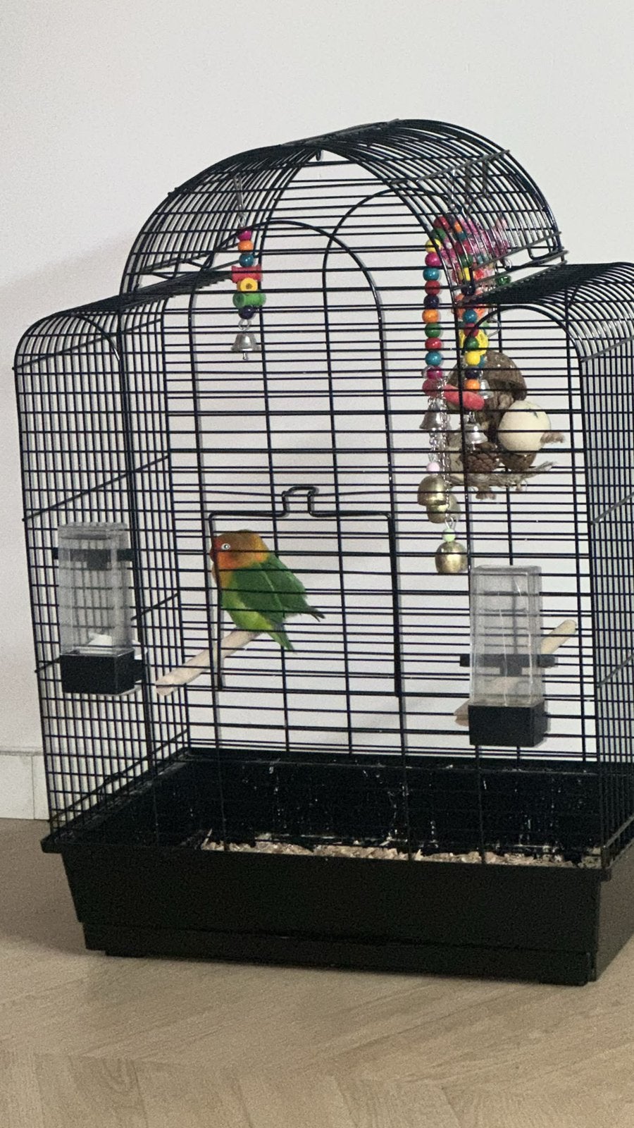 Agapornis mannetje GRATIS, Dieren en Toebehoren, Vogels | Hokken en Kooien, Ophalen, Zo goed als nieuw, Aluminium, Vogelkooi