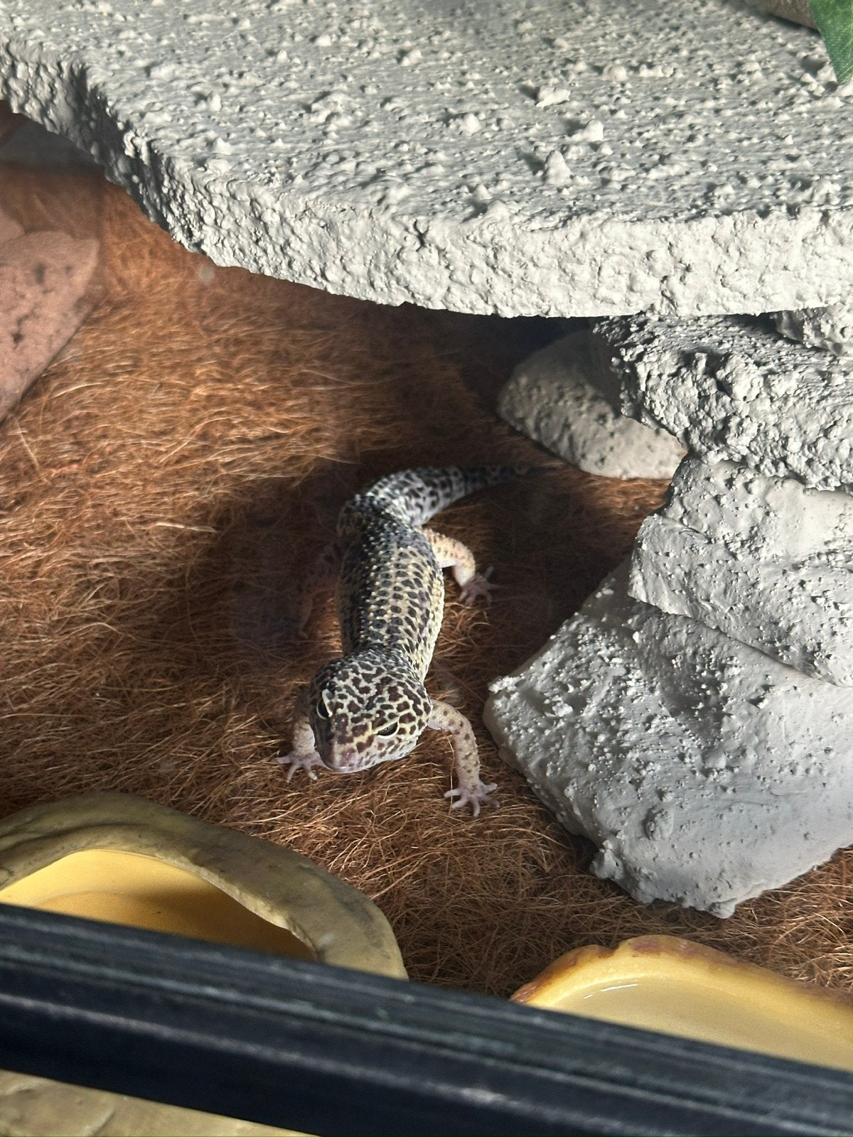 2 leopaard gekko’s + terrarium, Dieren en Toebehoren, Reptielen en Amfibieën, Hagedis, 0 tot 2 jaar