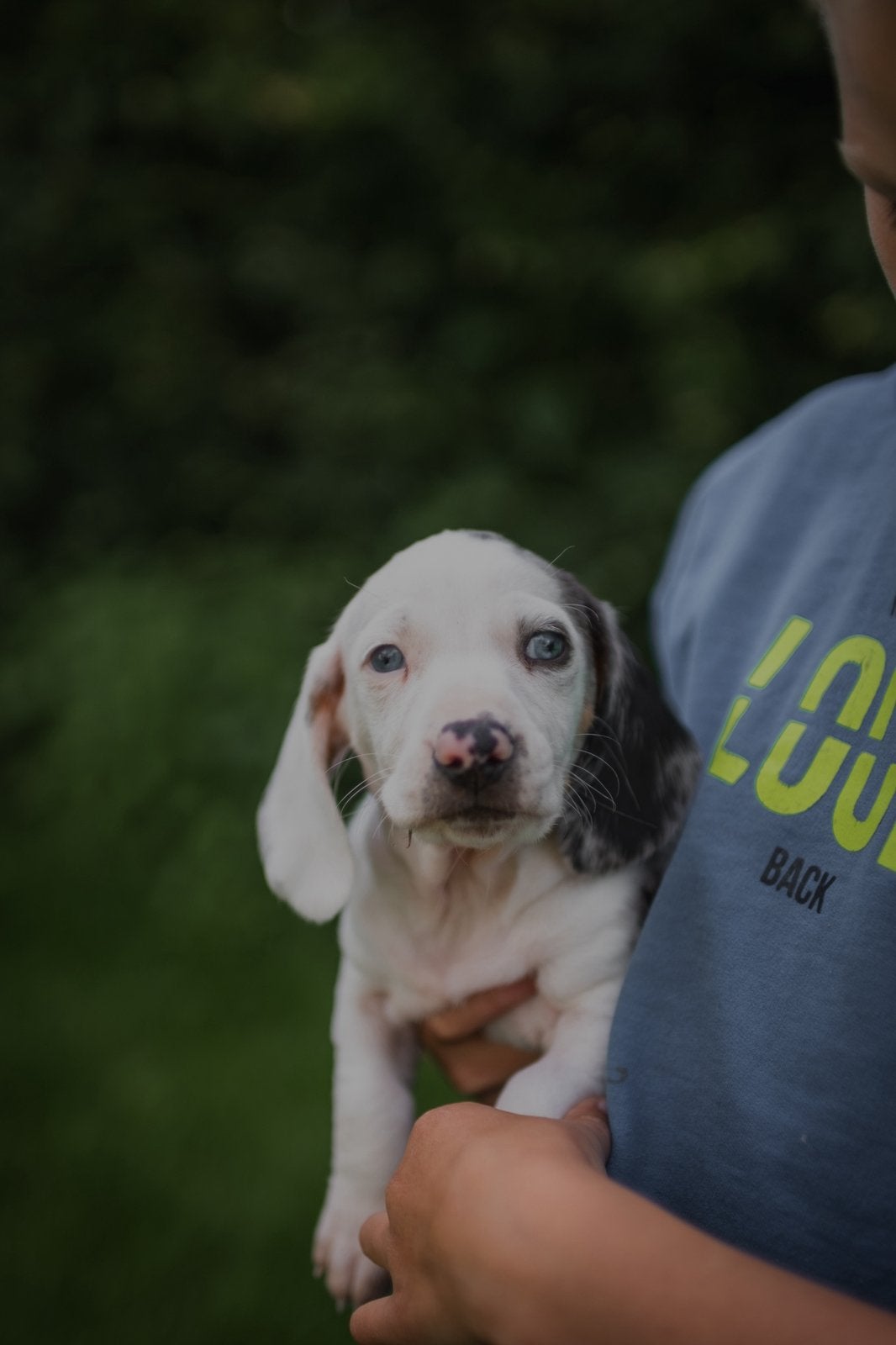 Apart getekende Blue Merle Dwergteckel pups, Dieren en Toebehoren, Honden | Teckels en Dashonden, Rabiës (hondsdolheid), 8 tot 15 weken
