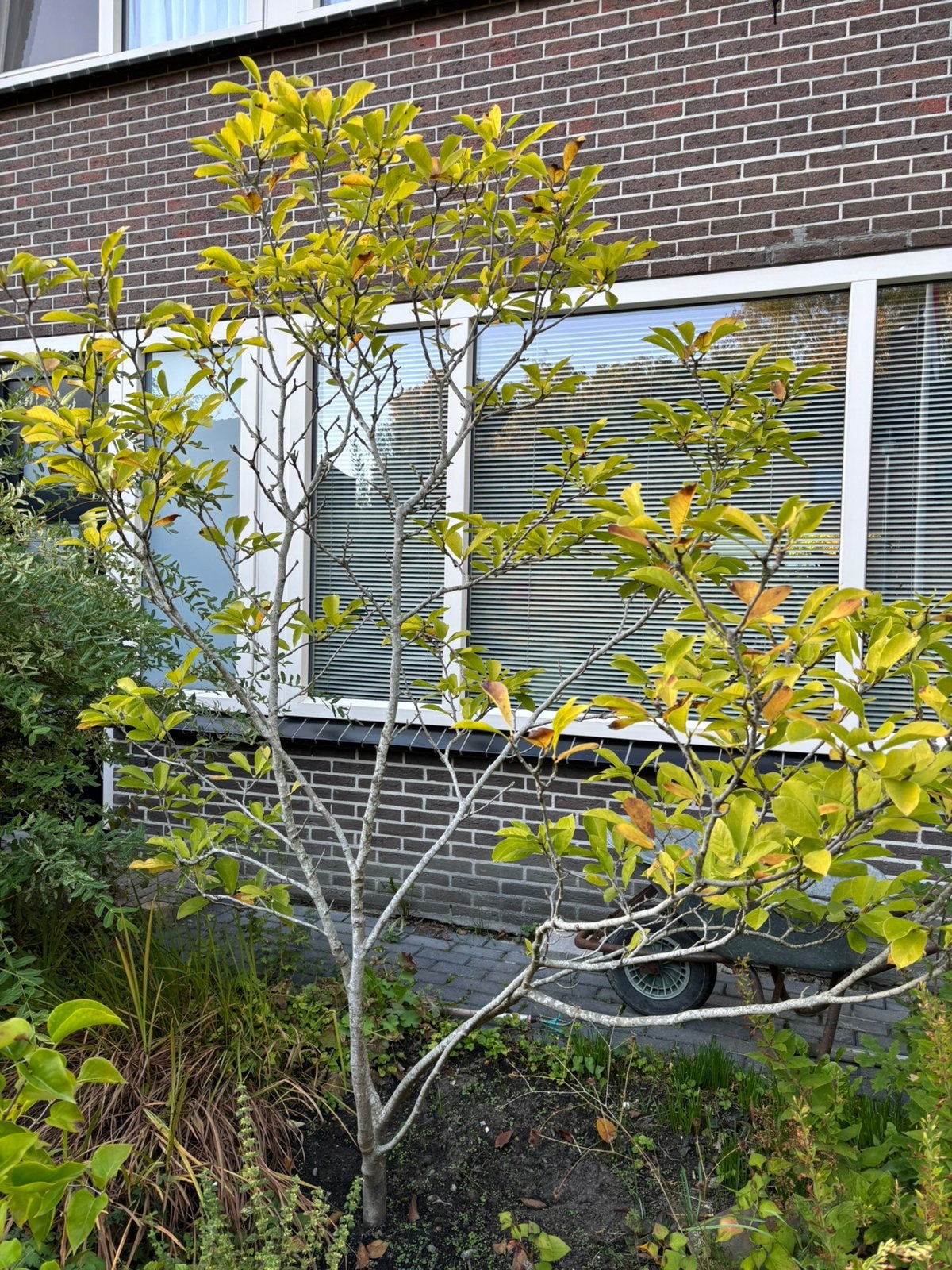 Magnolia, Overige soorten, Lente, 100 tot 250 cm, Ophalen