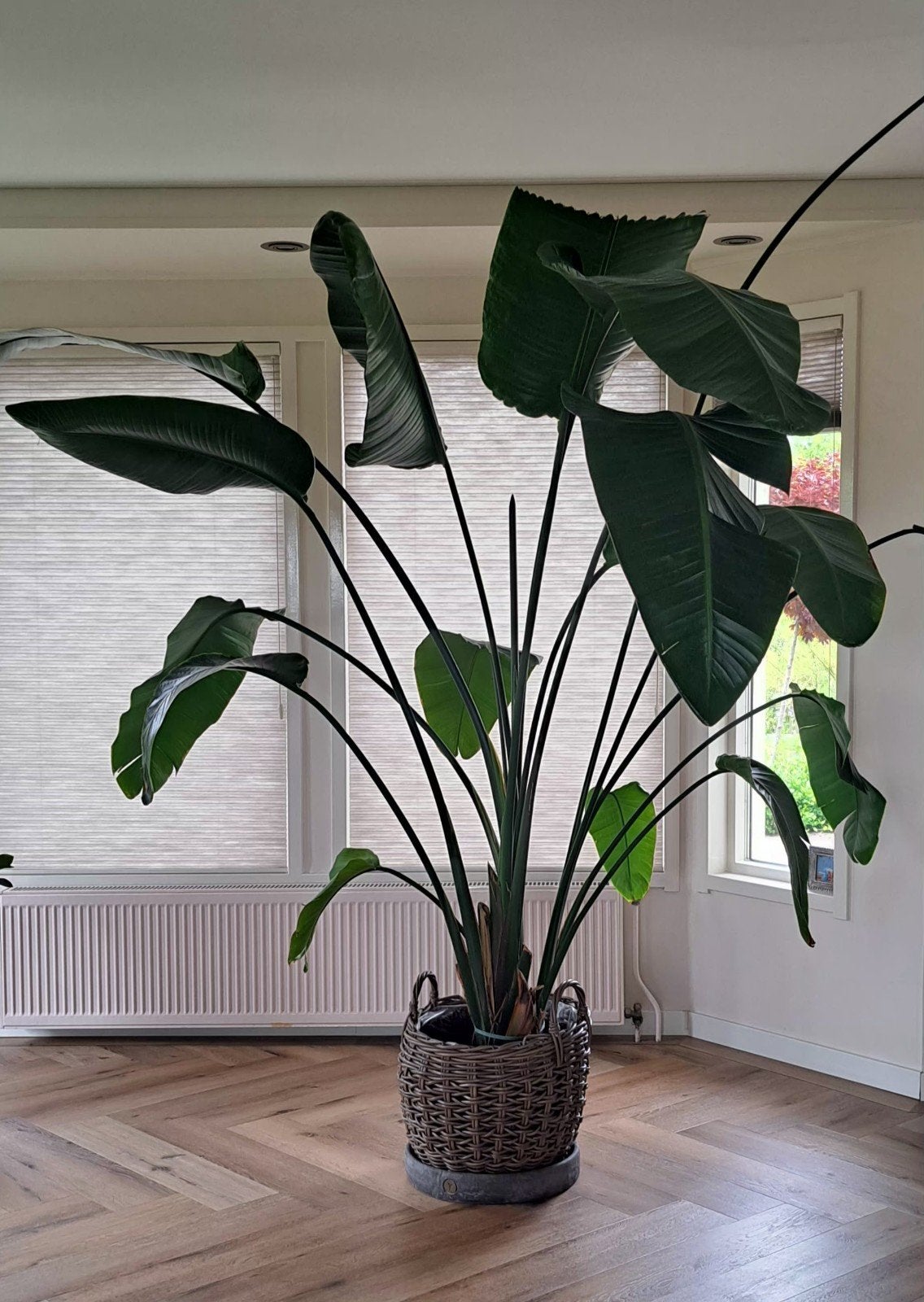 Prachtige Strelitzia Nicolai met kunststof pot, 2.30m, Ophalen