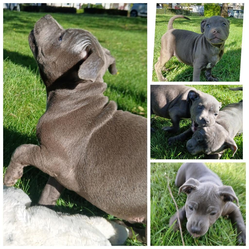 Blauwe engelse Stafford pups met FCI stamboom, 8 tot 15 weken, Meerdere, Meerdere dieren, Parvo