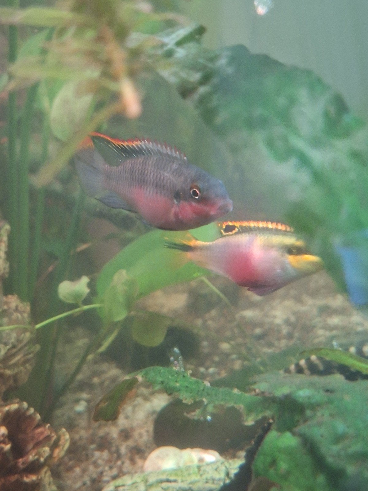kersenbuik cicliden, 6-8 cm, Dieren en Toebehoren, Vissen | Aquariumvissen, Vis, Zoetwatervis