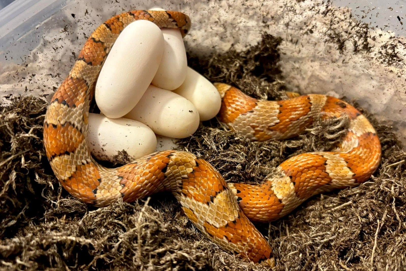 Gezocht: eieren Pantherophis guttatus, Dieren en Toebehoren, Reptielen en Amfibieën, 0 tot 2 jaar