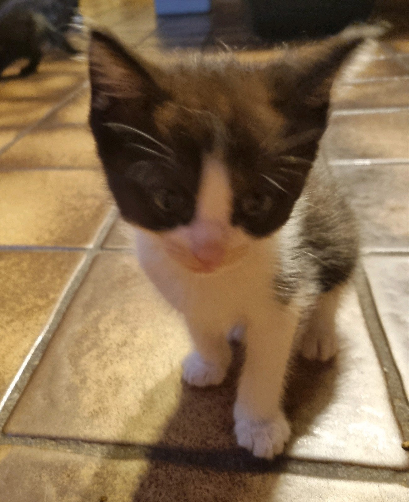 Ragdoll x blauwrus kittens, mogen 3 oktober het nest verlate, Meerdere dieren, Gechipt, 0 tot 2 jaar