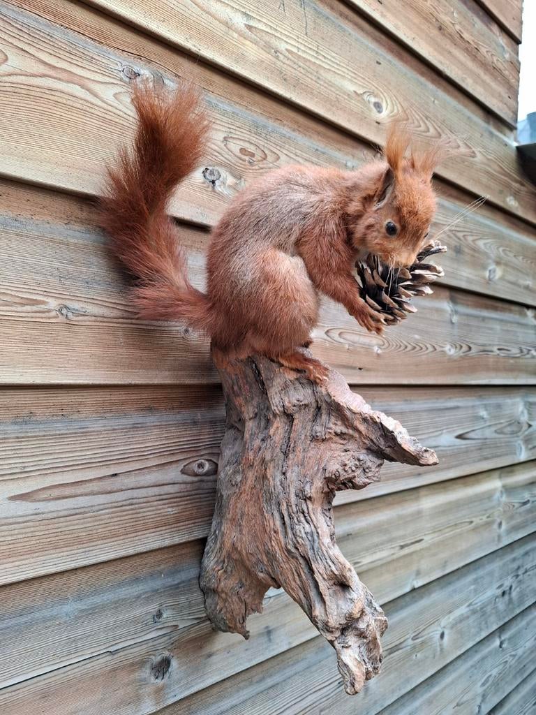 Opgezette eekhoorn taxidermy opgezet met dennenappel, Ophalen, Wild dier, Opgezet dier