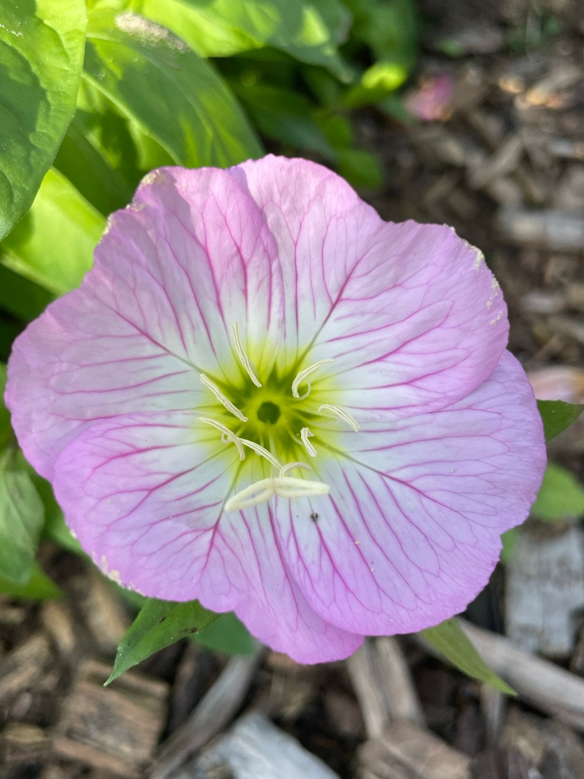 Oenothera Sisky You - Prachtige Roze Teunisbloem, Ophalen, Overige soorten, Volle zon
