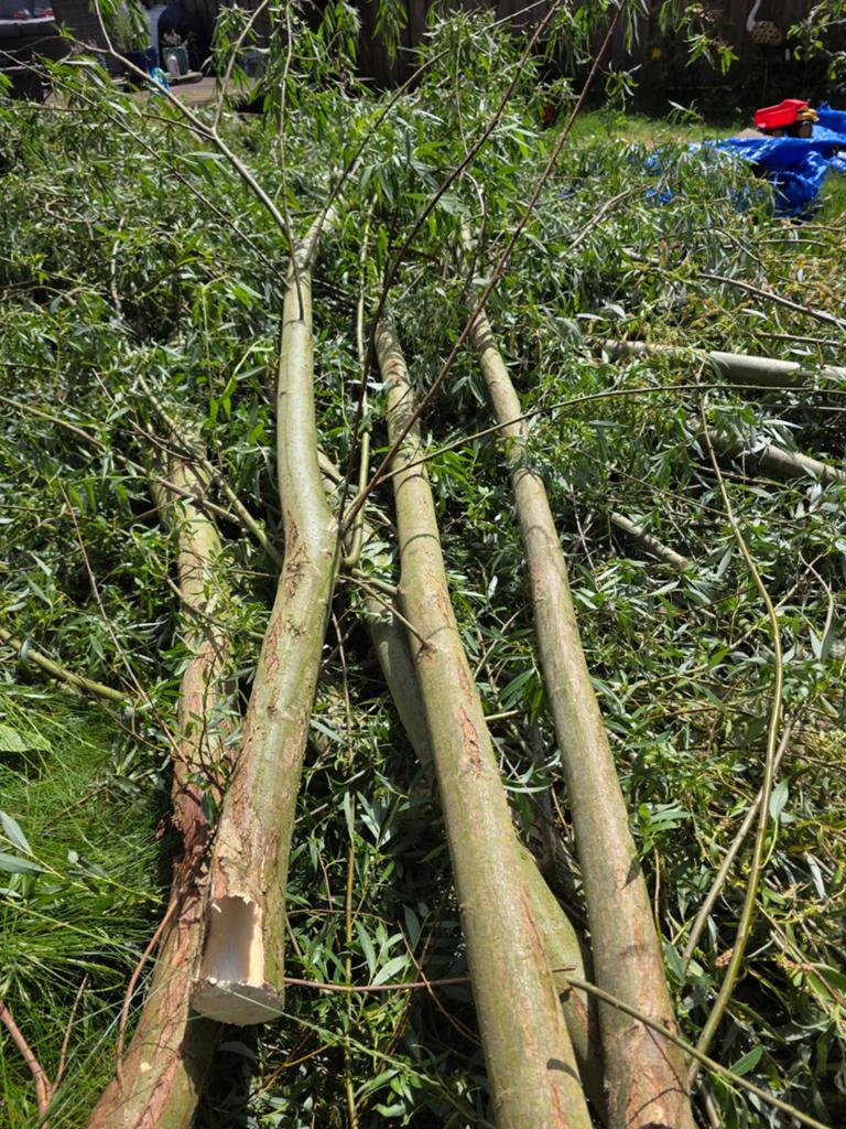 Gekapte wilgboomstammen en wilgentakken, Ophalen, Overige soorten, 250 tot 400 cm
