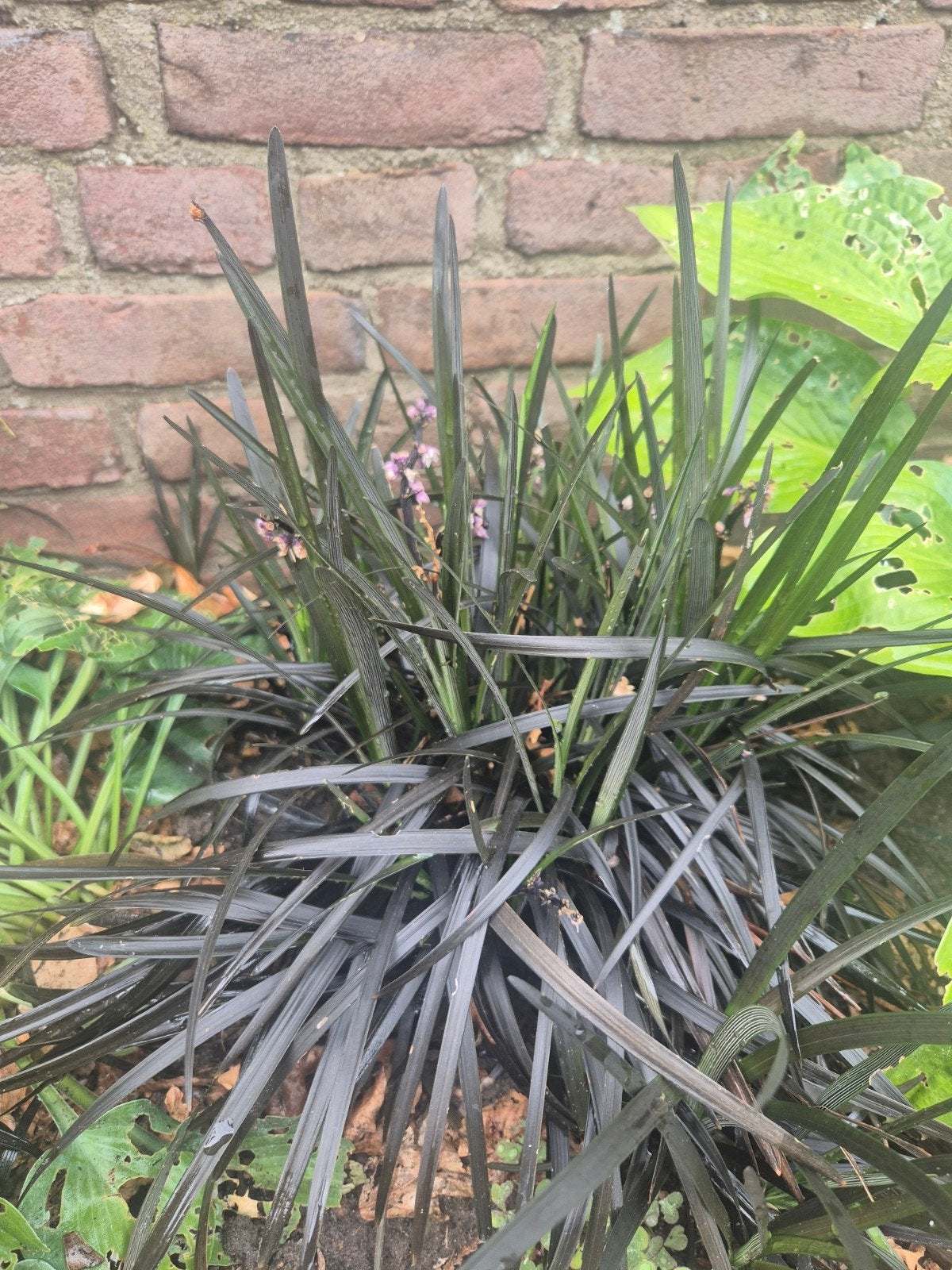 Zwart Gras > 20 stuks (Ophiopogon planiscapus 'Niger'), Ophalen of Verzenden, Overige soorten, Halfschaduw
