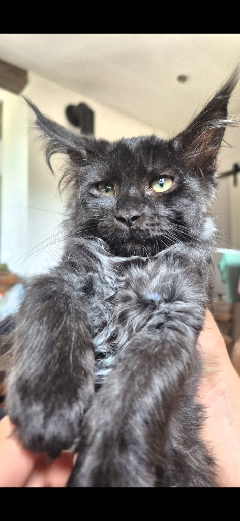 Maine coon girl, Poes, Ontwormd, 0 tot 2 jaar