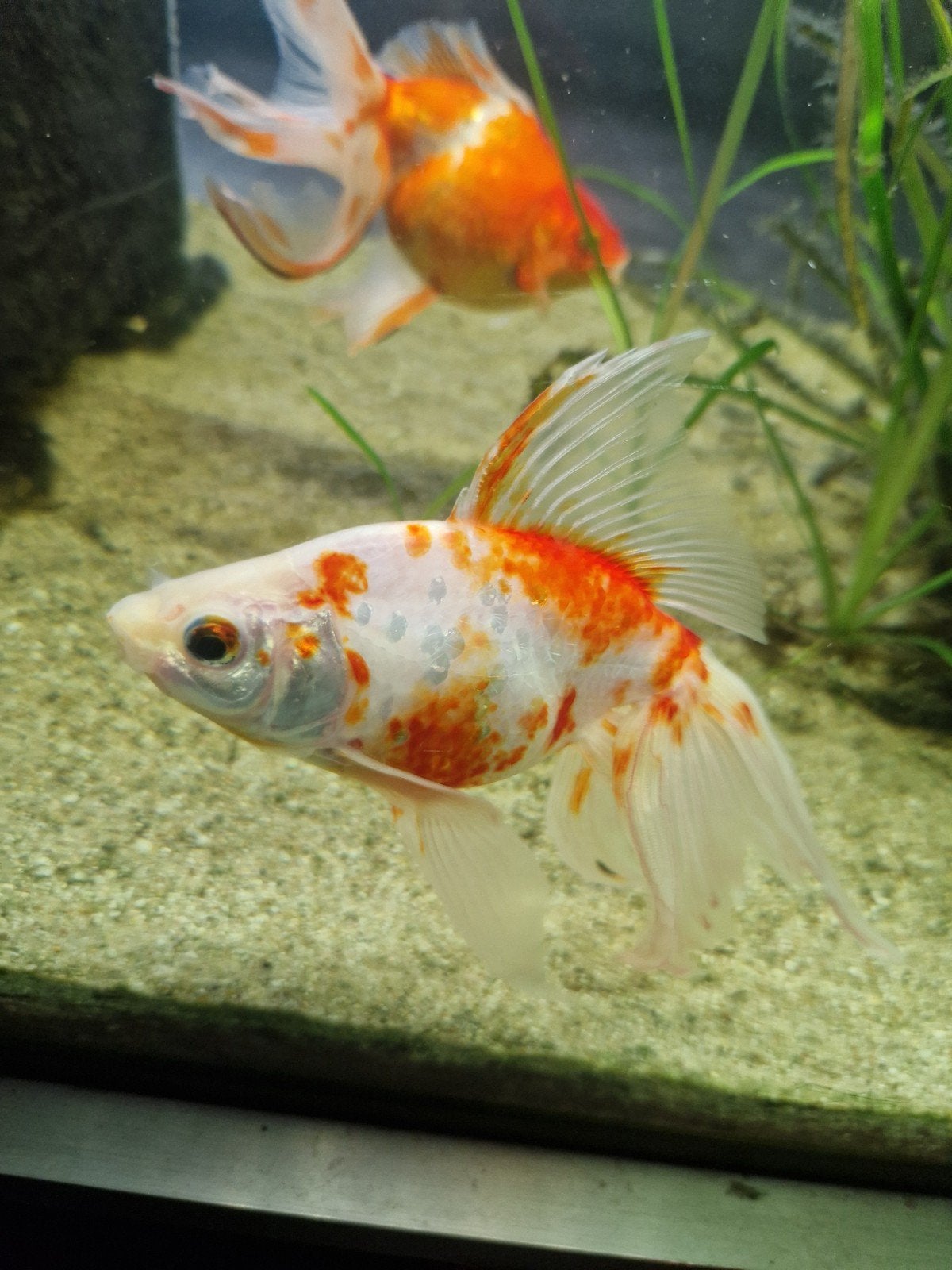 sluierstaart, Dieren en Toebehoren, Vis